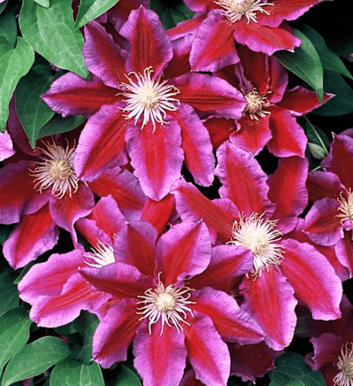 Red and pink clematis velvety blooms on the vine.