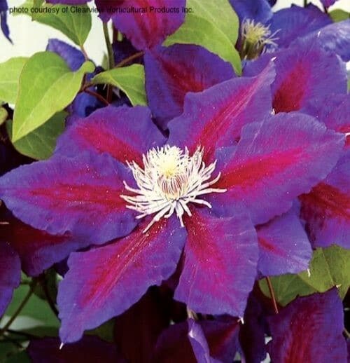 Red and purple clematis bloom close up.