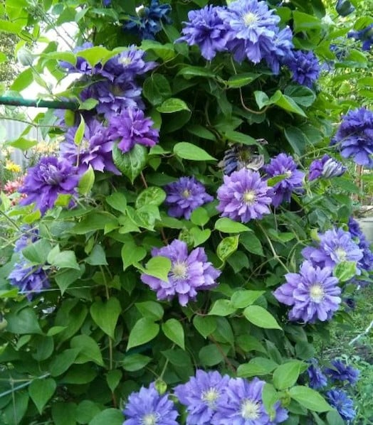 Double blue clematis vine lush with flowers