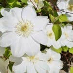 Pure white clematis blooms with wide petals and yellow stamens.