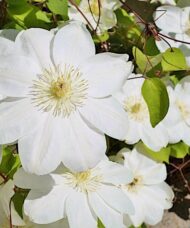 Pure white clematis blooms with wide petals and yellow stamens.