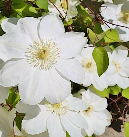 Pure white clematis blooms with wide petals and yellow stamens.