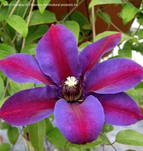 Clematis Mrs. N. Thompson bloom of purple and carmine petals.