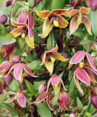 Yellow clematis tulip-shaped blooms on the vine.
