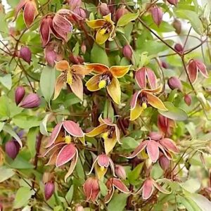 Yellow clematis vine with unique tulip-shaped yellow