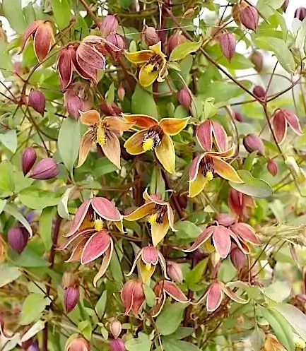 Yellow clematis vine with unique tulip-shaped yellow