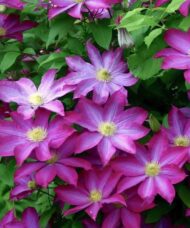 White and pink clematis blooms on the vine.