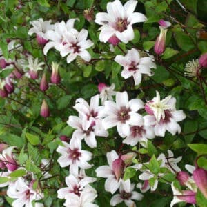Clematis princess Kate tulip-shaped blooms with bicolor purple and white petals.