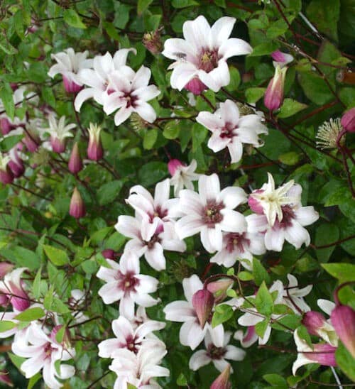 Clematis princess Kate tulip-shaped blooms with bicolor purple and white petals.
