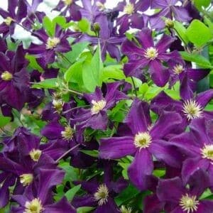 Dark purple clematis single flowers.