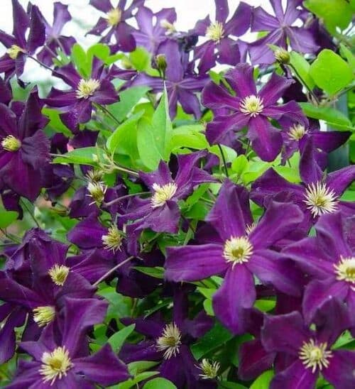 Dark purple clematis single flowers.