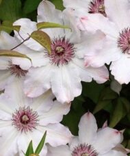 Large white clematis blooms with pink blushed petals and stamens.