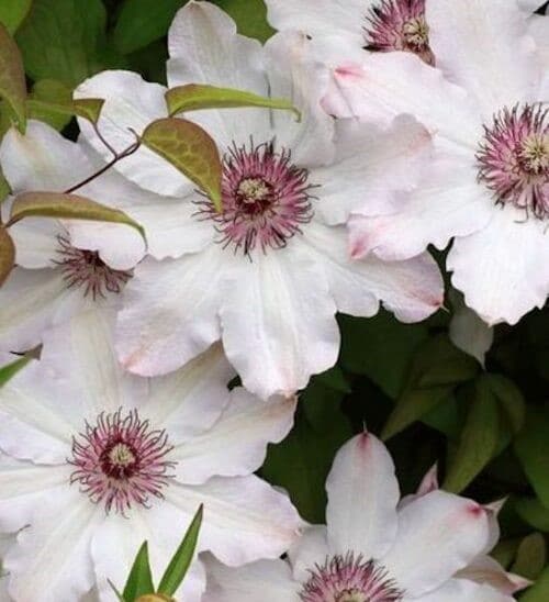 Large white clematis blooms with pink blushed petals and stamens.