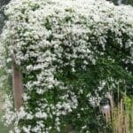 Sweet Autumn clematis hedge covered with white flowers on fence.