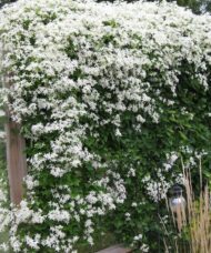 Sweet Autumn clematis hedge covered with white flowers on fence.
