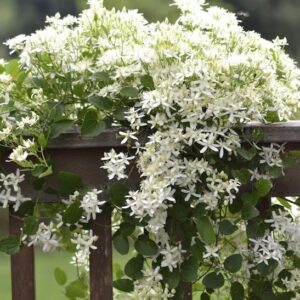 Sweet Autumn clematis flowers covering a hedge.