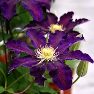 Large purple clematis flowers with deep carmine stripes.