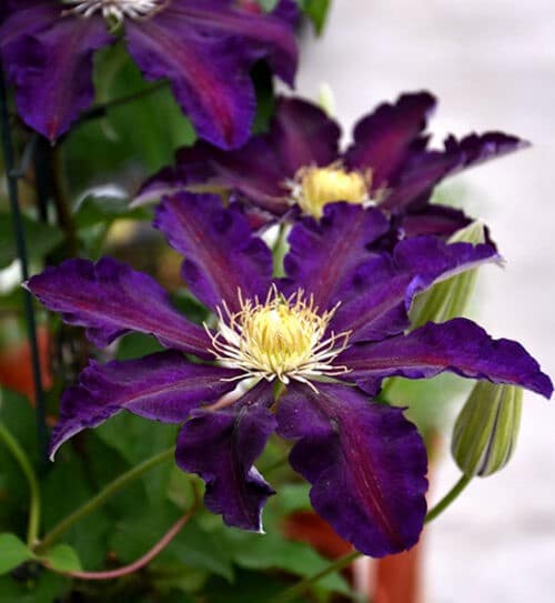 Large purple clematis flowers with deep carmine stripes.