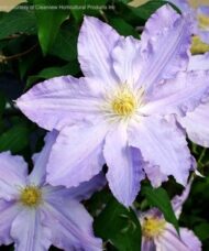 Lavender clematis flowers with yellow stamens on the vine.