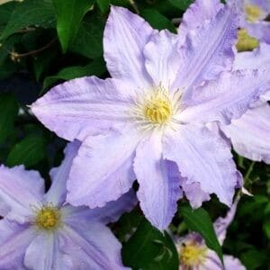 Lavender clematis flowers with yellow stamens on the vine.