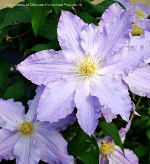 Lavender clematis flowers with yellow stamens on the vine.