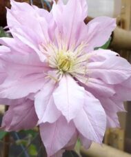 Double pink clematis flower.