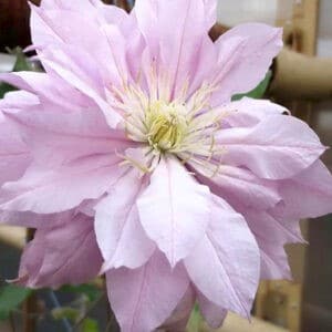 Double pink clematis flower.
