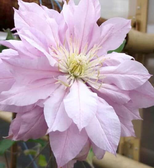 Double pink clematis flower.