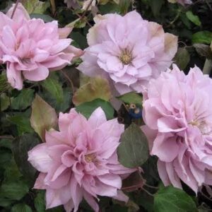 Double pink clematis vine with flowers in full bloom.