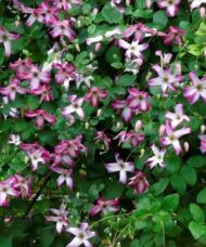 Pink and white clematis blooms cover a vine.