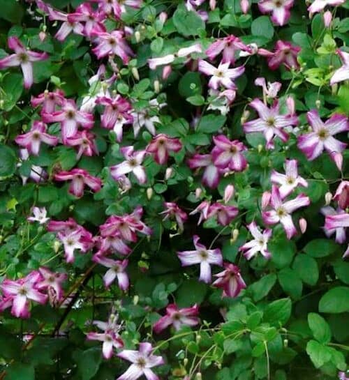 Pink and white clematis blooms cover a vine.