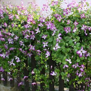Pink and white clematis vine over a fence
