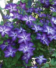 White and purple clematis flowers on the vine.