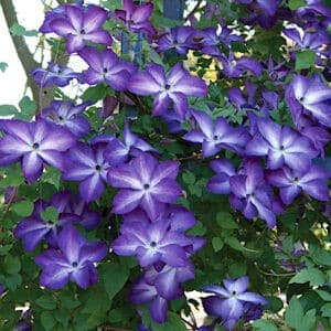 White and purple clematis flowers on the vine.
