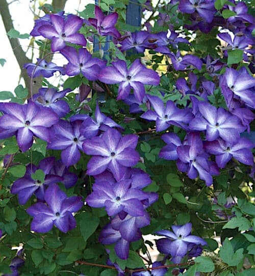 White and purple clematis flowers on the vine.
