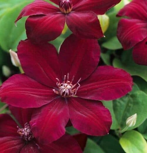 Red clematis blooms in deep red.
