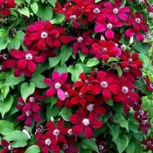 Red clematis vine with a  profusion of flowers.