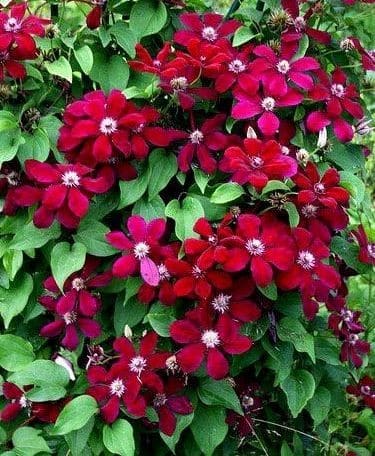Red clematis vine with a  profusion of flowers.