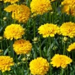 Double yellow tickseed flowers in bright yellow mops atop tall