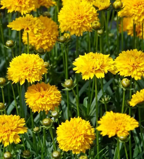 Double yellow tickseed flowers in bright yellow mops atop tall