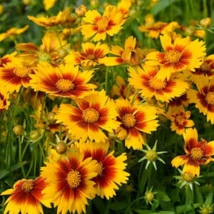 Dwarf tickseed bright and sunny flowers with gold and bronze two toned petals.