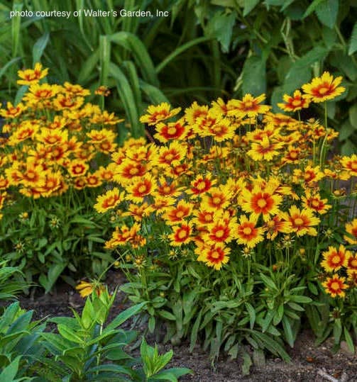 Dwarf tickseed planting of bright and sunny flowers  above low mounds of foliage.
