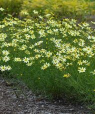 Threadleaf coreopsis yellow flowers planted in a wide swath.