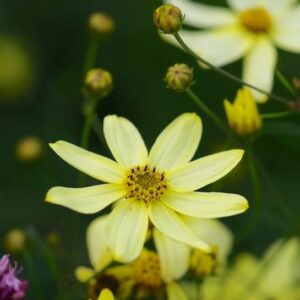 Threadleaf coreopsis  bloom in yellow