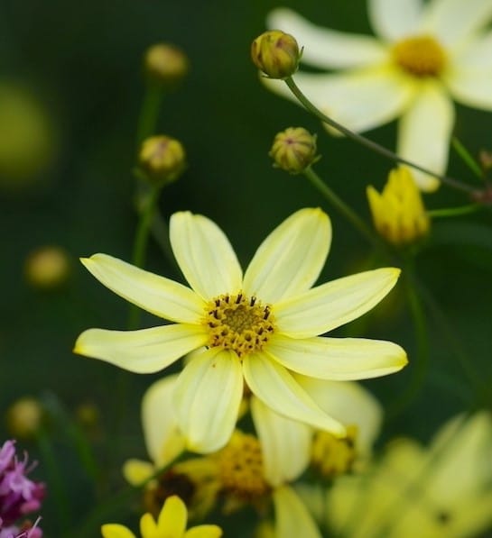 Threadleaf coreopsis  bloom in yellow