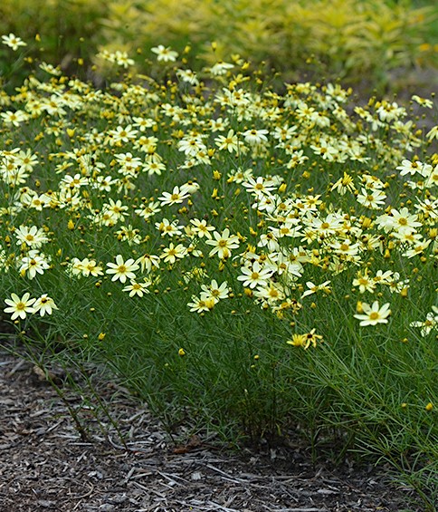 Threadleaf coreopsis yellow flowers planted in a wide swath.