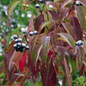 Silky cornel deep red and purple fall leaves.