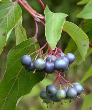 Silky dogwood purple fruit against green leaves.