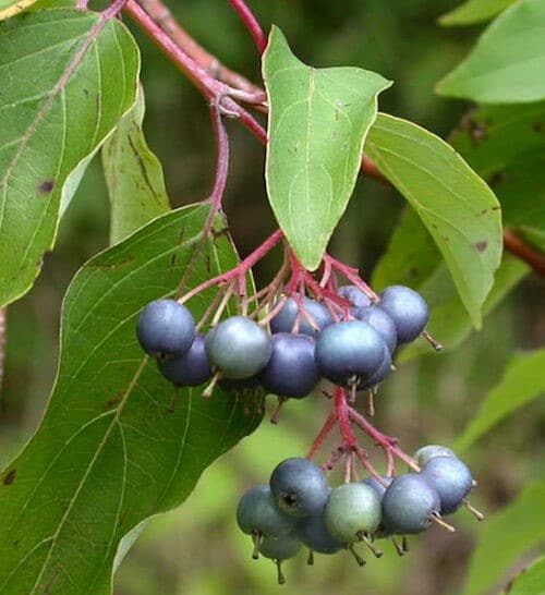 Silky dogwood purple fruit against green leaves.