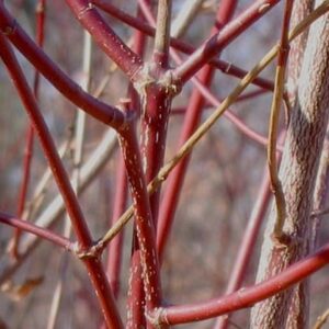 Silky dogwood stems of red in winter.